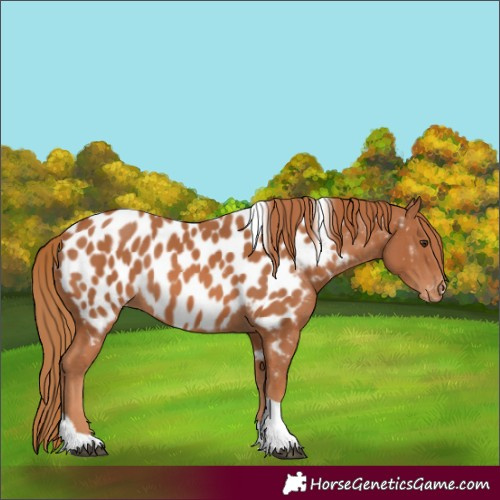 Horse Color:Chestnut Tobiano Appaloosa 
