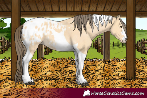 Horse Color:Buckskin Tobiano Blanket 