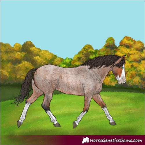 Horse Color:Bay Roan Splash 