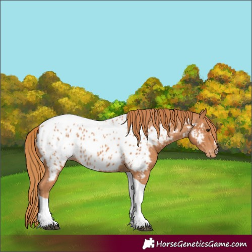 Horse Color:Chestnut Tobiano Appaloosa