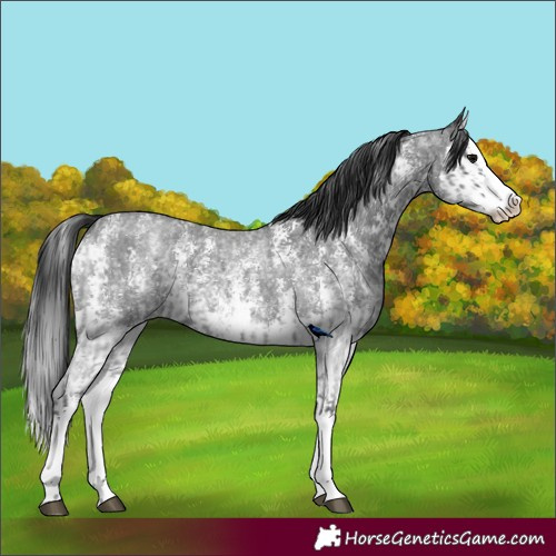 Horse Color:Blue Roan Sabino Splash and Blue Roan Sabino Splash