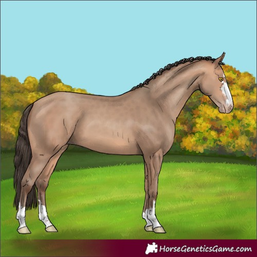Horse Color:Amber Champagne