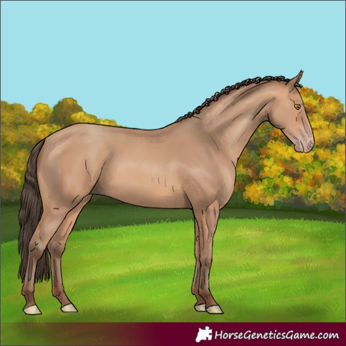 Horse Color:Amber Champagne 