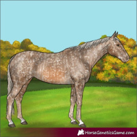 Horse Color:Chocolate Palomino Dun Appaloosa  and Chocolate Palomino Appaloosa 