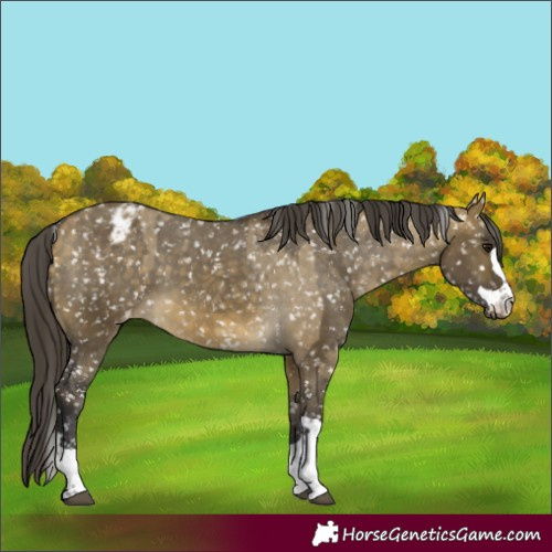 Horse Color:Buckskin Dun Appaloosa and Buckskin Dun Appaloosa