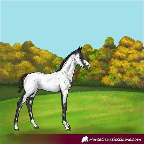Horse Color:Unknown 