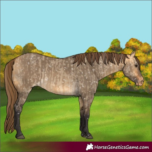 Horse Color:Buckskin Dun Snowflake Varnish  and Buckskin Dun Snowflake Varnish 