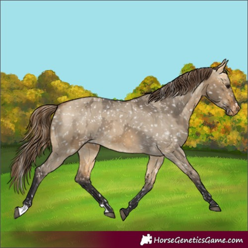 Horse Color:Buckskin Dun Snowflake Varnish and Buckskin Dun Snowflake Varnish