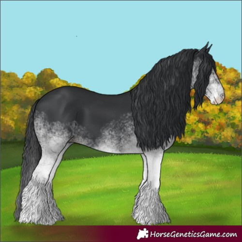 Horse Color:White Spotted Black