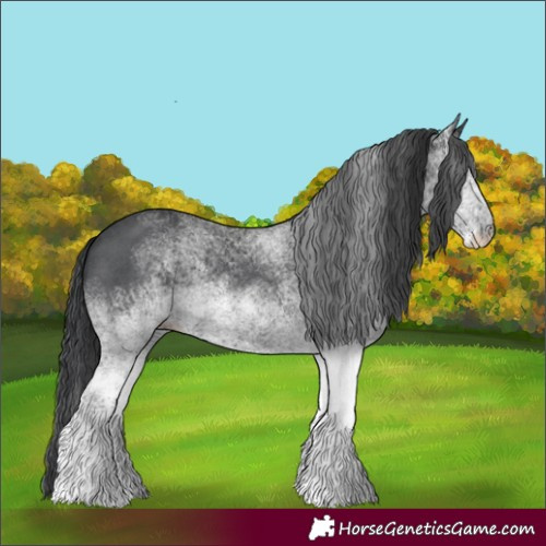 Horse Color:White Spotted Black