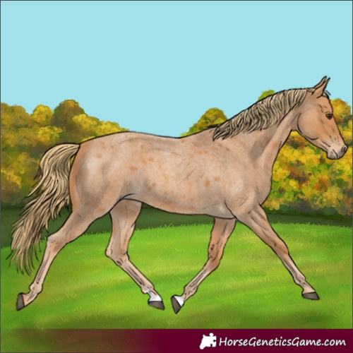 Horse Color:Red Roan 