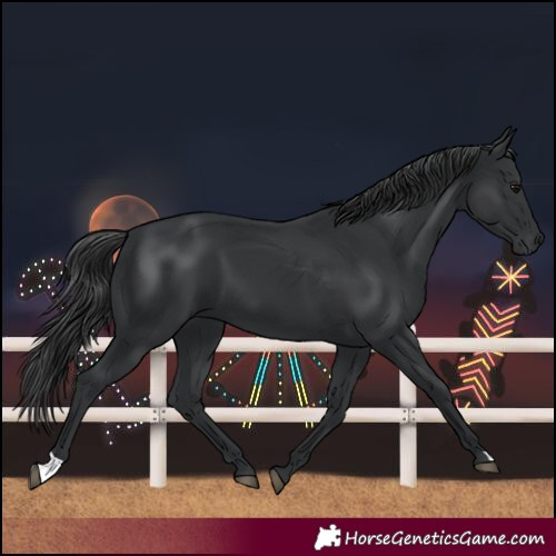 Horse Color:Black 