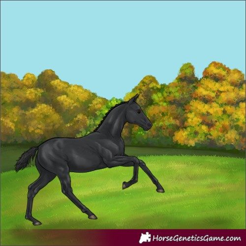 Horse Color:Black 