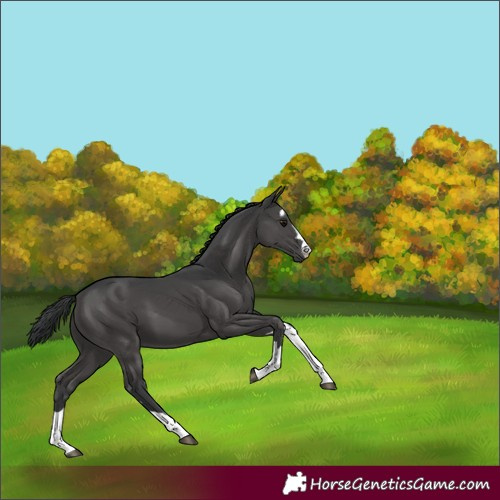 Horse Color:Black 