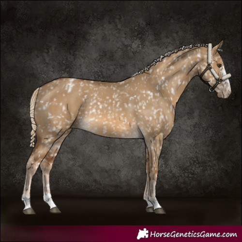 Horse Color:Chocolate Palomino Dun Blanket  and Chocolate Palomino Dun Blanket Rabicano 