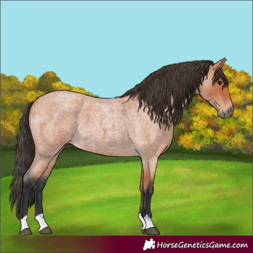 Horse Color:Bay Roan 
