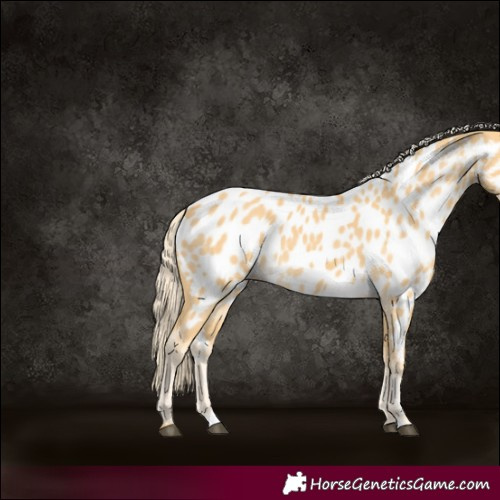 Horse Color:Palomino Appaloosa 