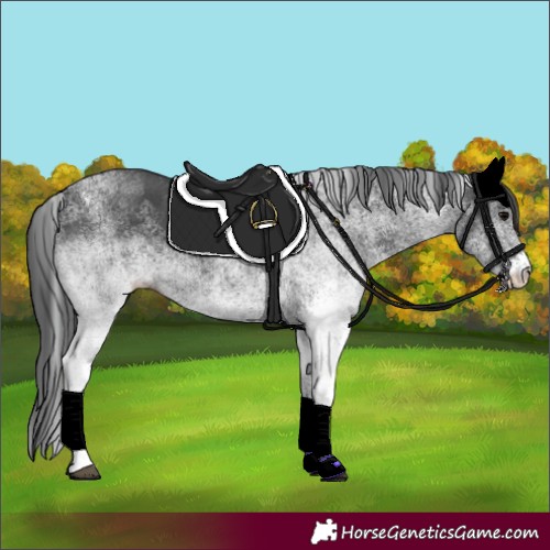 Horse Color:White Spotted Black 