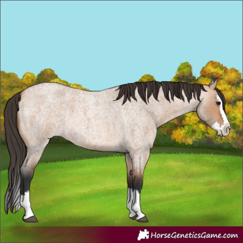Horse Color:Bay Roan Dun Splash