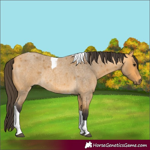 Horse Color:Buckskin Roan Tobiano Rabicano
