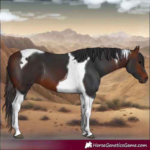 Horse Color:Bay Tobiano