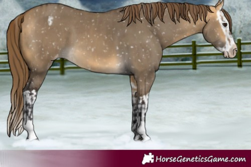 Horse Color:Buckskin Dun Snowflake Varnish and Buckskin Dun Splash Snowflake Varnish
