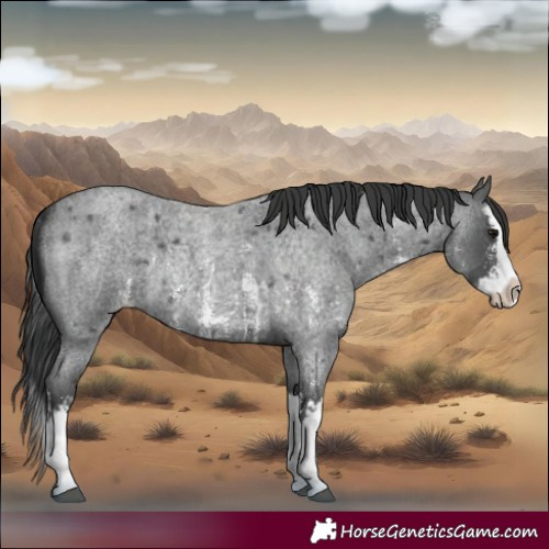 Horse Color:Blue Roan Sabino Splash  and Blue Roan Sabino Splash Rabicano 