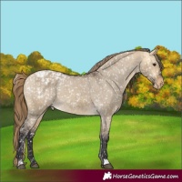 Horse Color:Buckskin Dun Blanket and Buckskin Dun Snowflake Varnish