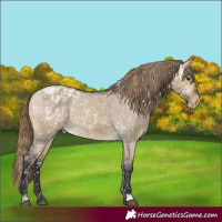 Horse Color:Buckskin Dun Appaloosa and Buckskin Dun Appaloosa