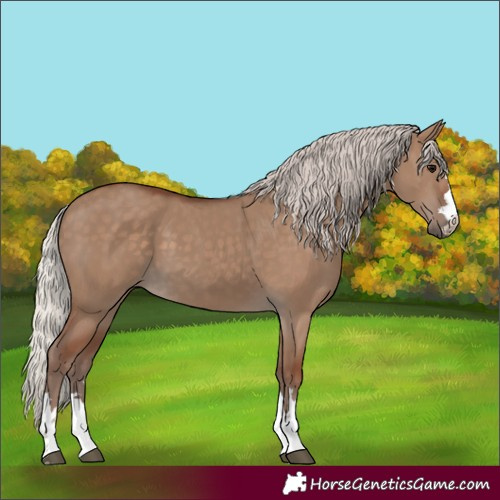 Horse Color:Silver Grullo 