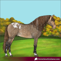 Horse Color:Buckskin Dun Appaloosa and Buckskin Dun Appaloosa Rabicano