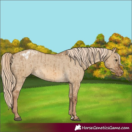 Horse Color:Chocolate Palomino Dun Appaloosa  and Chocolate Palomino Dun Appaloosa 