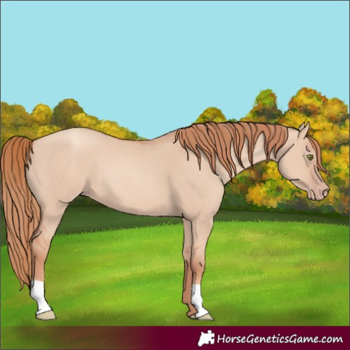 Horse Color:Gold Champagne Dun