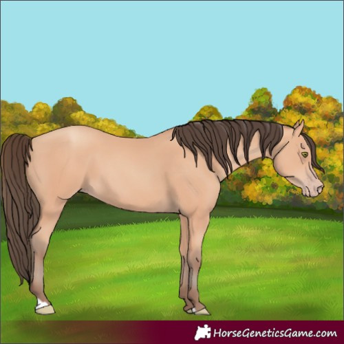 Horse Color:Amber Champagne