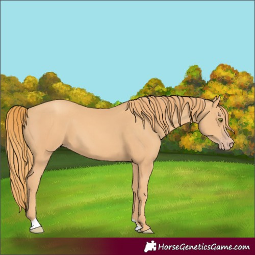 Horse Color:Gold Champagne 