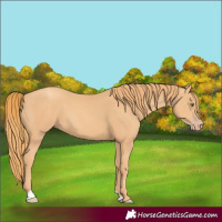 Horse Color:Gold Champagne