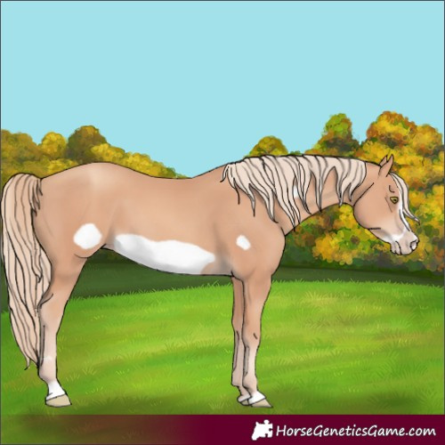 Horse Color:Gold Champagne Frame 