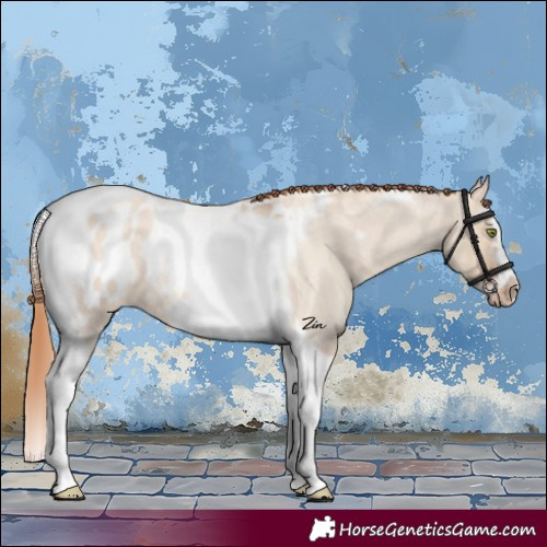 Horse Color:Gold Champagne Roan Dun Splash Tobiano Frame Appaloosa Rabicano 