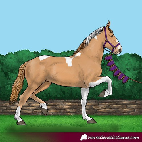 Horse Color:Chestnut Tobiano