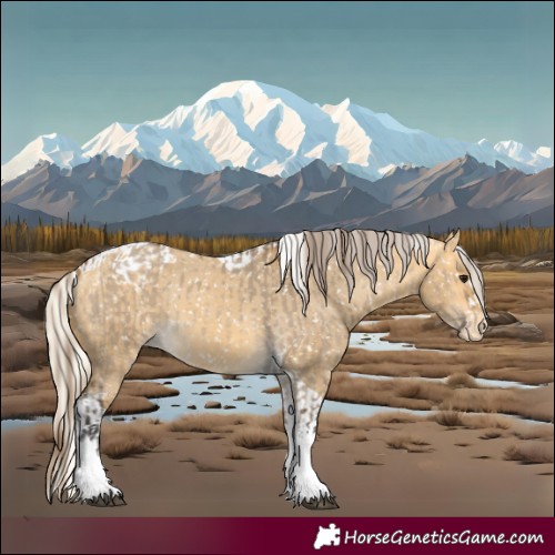 Horse Color:Buckskin Dun Appaloosa  and Silver Buckskin Dun Tobiano Appaloosa 