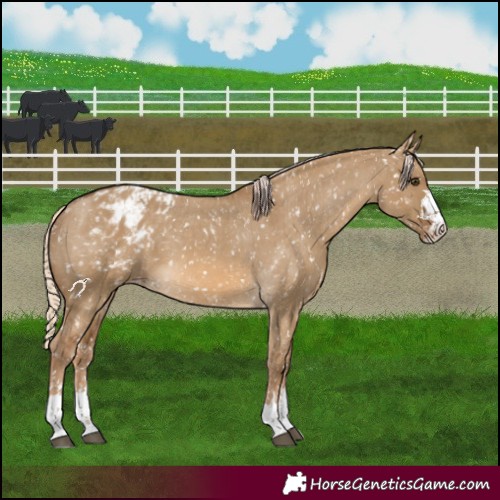 Horse Color:Chocolate Palomino Dun Appaloosa and Chocolate Palomino Dun Appaloosa