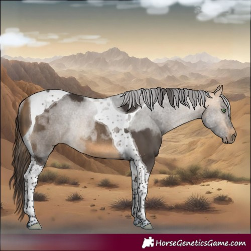 Horse Color:Buckskin Tobiano Rabicano