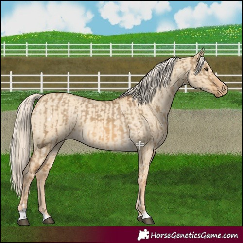Horse Color:Chocolate Palomino Dun Appaloosa and Gold Cream Champagne Dun Appaloosa