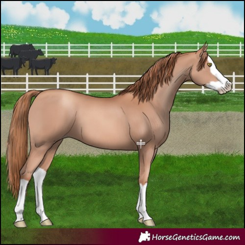 Horse Color:Gold Champagne Splash
