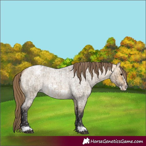 Horse Color:Buckskin Roan Dun Appaloosa and Buckskin Roan Dun Frame Appaloosa