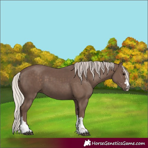 Horse Color:Silver Black