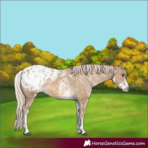 Horse Color:Chocolate Palomino Dun Appaloosa and White Spotted Chocolate Palomino Dun Appaloosa