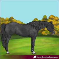 Horse Color:Black Appaloosa Rabicano 