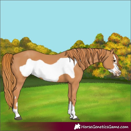 Horse Color:Chestnut Frame 