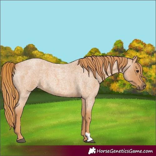 Horse Color:Red Roan